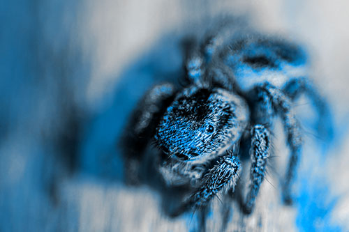 Jumping Spider Makes Eye Contact (Blue Tone Photo)