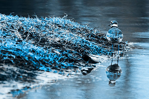 Killdeer Bird Standing Along River Shoreline (Blue Tone Photo)
