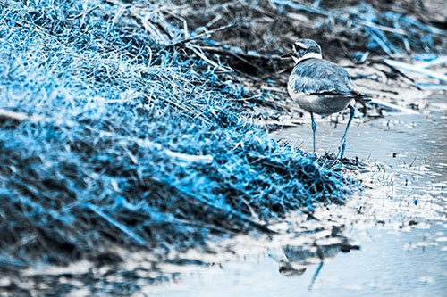 Killdeer Bird Turning Corner Around River Shoreline (Blue Tone Photo)