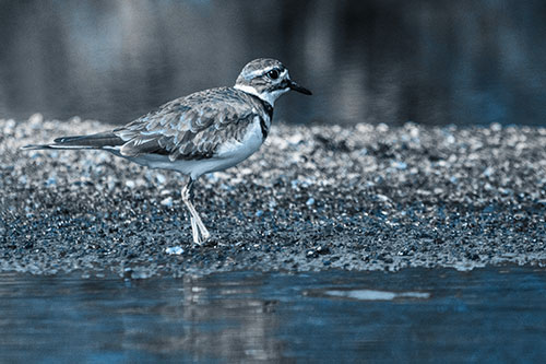 Killdeer Wanders Along Rocky River Shoreline (Blue Tone)