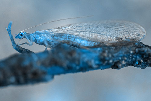 Lacewing Grabs Ahold Twig Branch (Blue Tone)