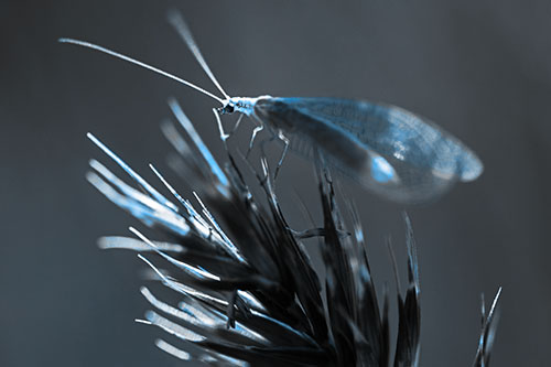 Lacewing Standing Atop Plant Blades (Blue Tone Photo)
