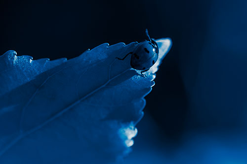Ladybug Crawling To Top Of Leaf (Blue Tone Photo)