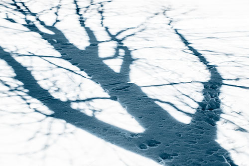 Large Jagged Tree Shadow Across Snow (Blue Tone Photo)
