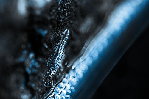 Larva Slithering Along Wet Shore Rock (Blue Tone Photo)