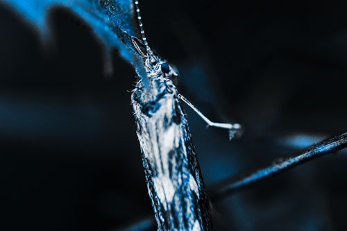 Leaf Blotch Miner Moth Grasping Petal (Blue Tone Photo)