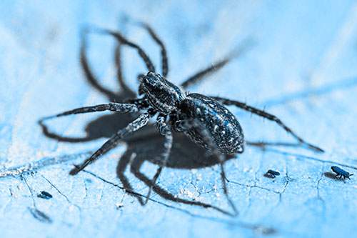Leaf Perched Wolf Spider Stands Among Water Springtail Poduras (Blue Tone Photo)