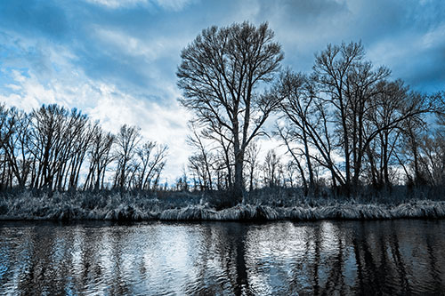 Leafless Trees Cast Reflections Along River Water (Blue Tone Photo)