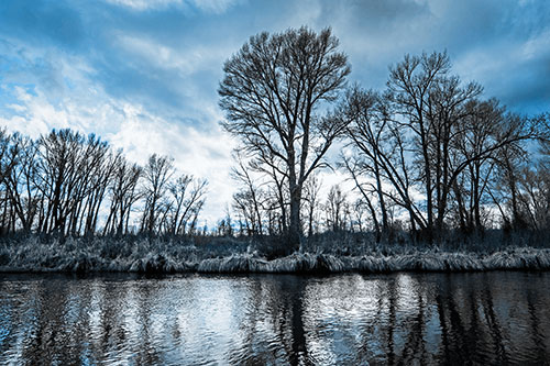 Leafless Trees Cast Reflections Along River Water (Blue Tone)