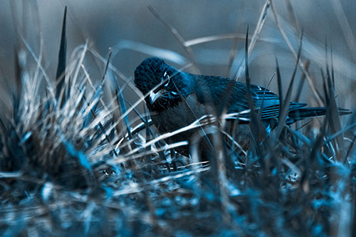 Leaning American Robin Spots Intruder Among Grass (Blue Tone Photo)