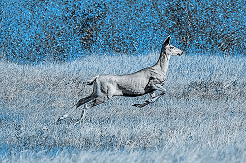 Leaping Mule Deer Running Across Grassland (Blue Tone)
