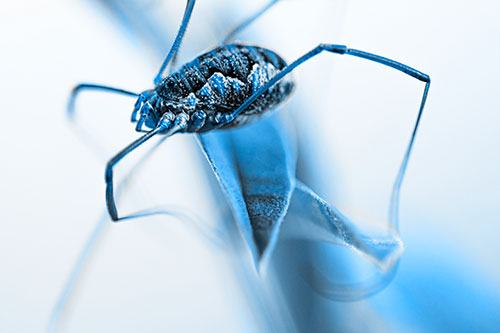 Leg Dangling Harvestmen Spider Sits Atop Leaf Petal (Blue Tone Photo)