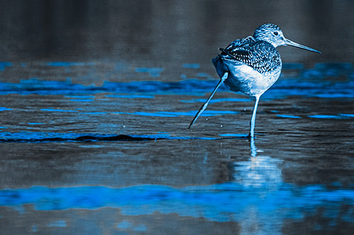 Leg Kicking Greater Yellowlegs Splashing Droplets (Blue Tone Photo)