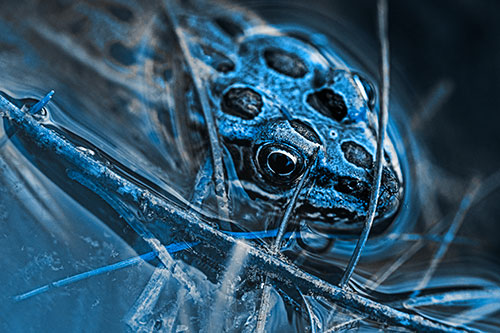 Leopard Frog Keeping Eye Out Above Water (Blue Tone)