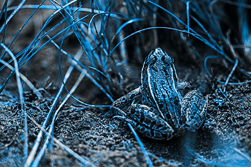 Leopard Frog Sitting Among Twisting Grass (Blue Tone Photo)