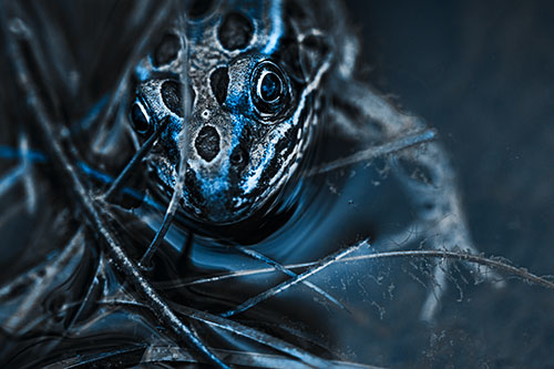 Leopard Frog Stares Among Shoreline Water (Blue Tone Photo)