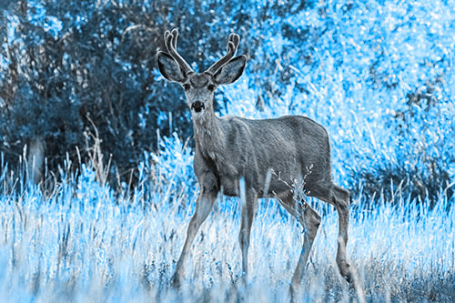 Lone Mule Deer Roaming Among Grass (Blue Tone)