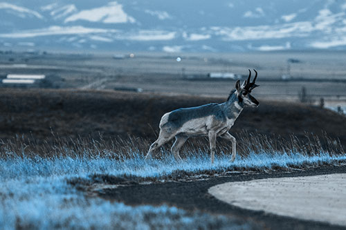 Lone Pronghorn Wanders Up Grassy Hillside (Blue Tone Photo)