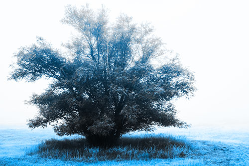 Lone Tree Standing Among Fog (Blue Tone Photo)