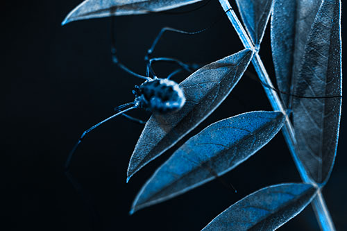 Long Legged Harvestmen Spider Clinging Onto Leaf Petal (Blue Tone Photo)