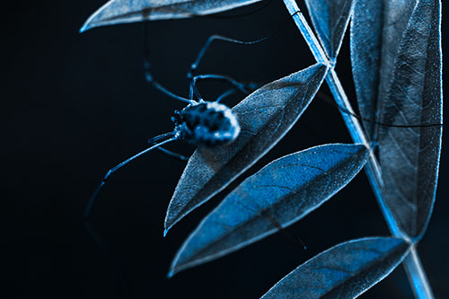Long Legged Harvestmen Spider Clinging Onto Leaf Petal (Blue Tone)