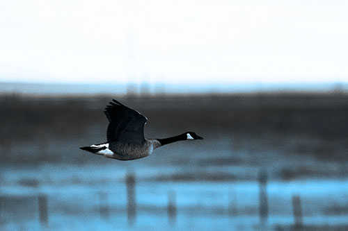 Low Flying Canadian Goose (Blue Tone Photo)