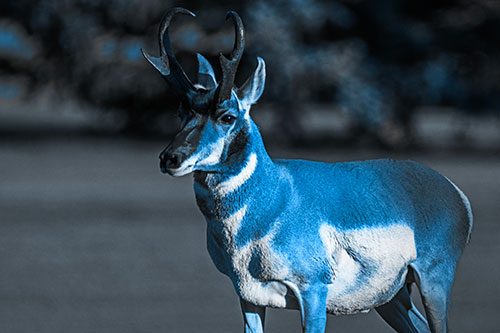 Male Pronghorn Keeping Watch Over Herd (Blue Tone Photo)