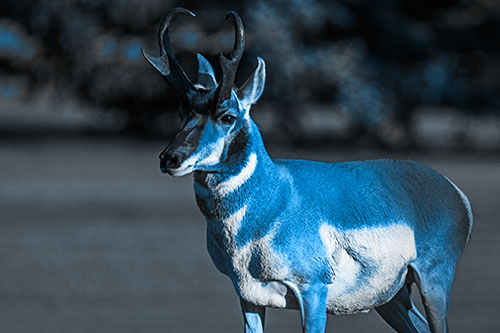 Male Pronghorn Keeping Watch Over Herd (Blue Tone)