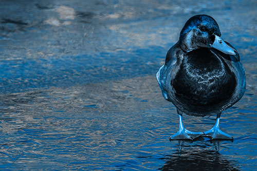 Mallard Duck Enjoying Sunshine Among Icy River Water (Blue Tone Photo)