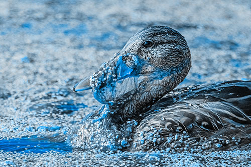 Mallard Duck Entangled In Algae (Blue Tone)
