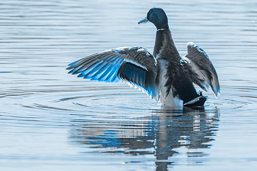 Mallard Duck Flaps Illuminated Wings Among Lake (Blue Tone)