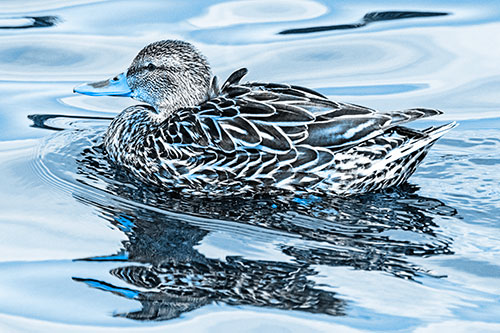Mallard Duck Floats Among Swirling Water (Blue Tone)