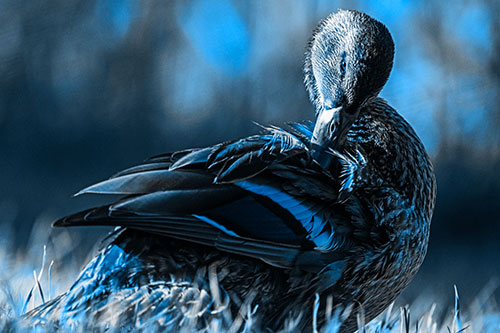 Mallard Duck Grooming Feathered Back (Blue Tone Photo)