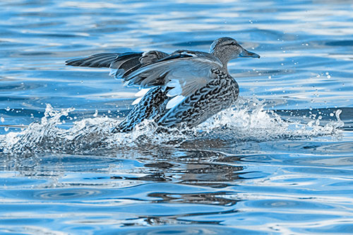 Mallard Duck Makes Splash Landing Atop Lake (Blue Tone)