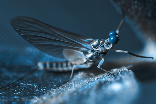 Mayfly Reaches Towards Plant Stem (Blue Tone)