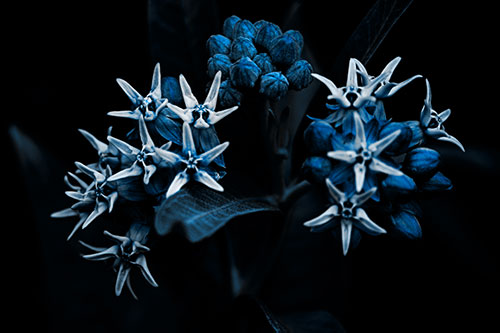 Milkweed Flower Buds Blossoming (Blue Tone Photo)