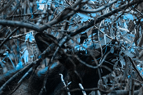 Moose Chewing Leaves Off Tree Branch (Blue Tone Photo)