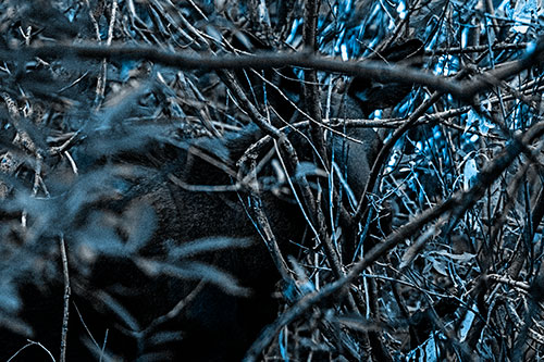 Moose Hidden Behind Tree Branches (Blue Tone Photo)