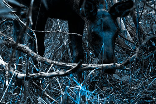 Moose Scouring Through Plants On Ground (Blue Tone Photo)
