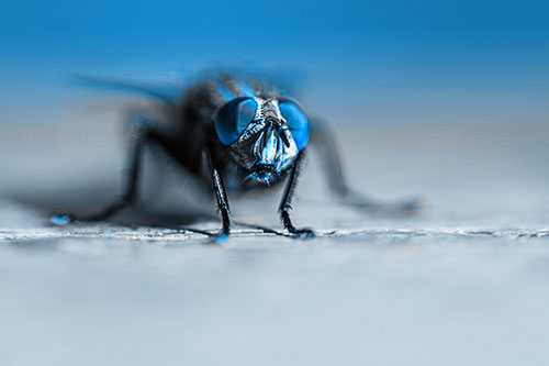 Morbid Open Mouthed Cluster Fly (Blue Tone Photo)