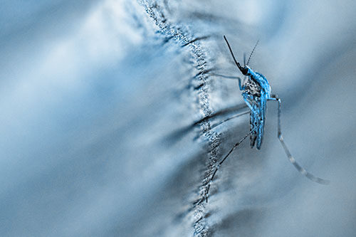 Mosquito Stretches Leg Among Wood (Blue Tone)