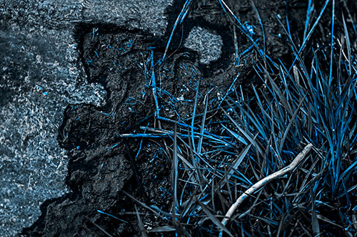 Mud Face Creeping Along Rock Edge (Blue Tone Photo)
