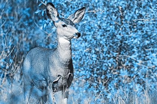Mule Deer Gazes Across Landscape Horizon (Blue Tone)