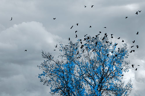 Murder Of Crows Swarm Autumn Tree (Blue Tone)