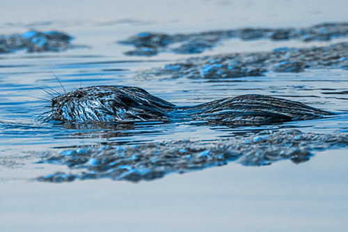 Muskrat Swimming Among Floating Algae (Blue Tone)