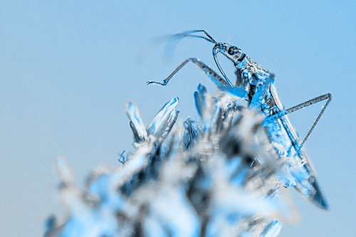 Nabis Lineatus Crawling Atop Plantago (Blue Tone)
