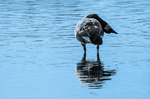 Neck Contorting Canadian Goose Grooming Among Shallow Water (Blue Tone)