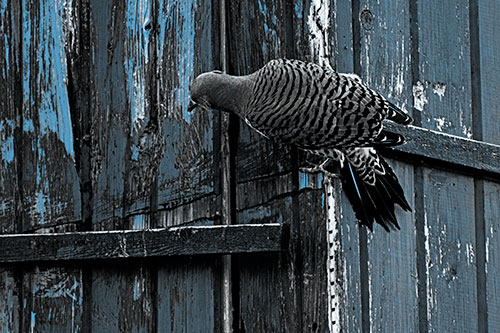 Northern Flicker Woodpecker Climbing Across Birdhouse (Blue Tone Photo)