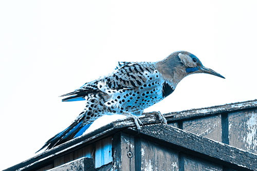Northern Flicker Woodpecker Crouching Atop Birdhouse (Blue Tone Photo)