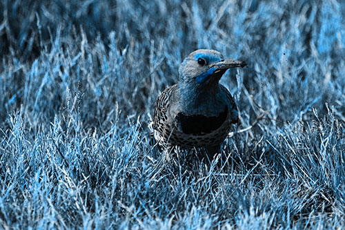Northern Flicker Woodpecker Digging Up Dirt (Blue Tone)